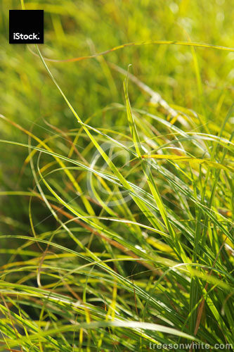 Grass in warm sunlight close-up.