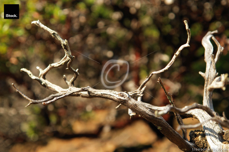 Dry twig from madrone tree with blurred background
