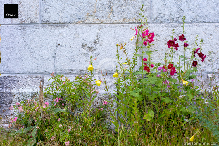 Mallow (Malva) and meadow flowers in front of limestone wall.