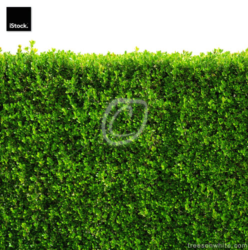 Seamless box hedge with green leafs isolated / clipping-path