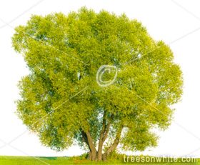 Trees Isolated On White