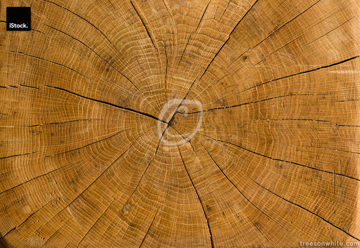 High resolution trunk profile from old, dried German Oak.