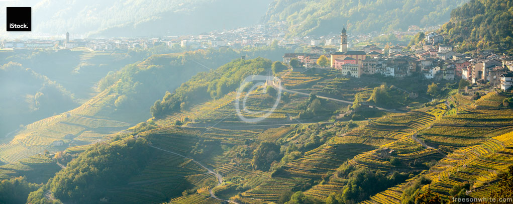 Wine terraces below the towns of Faver and Cembra (Trentino).