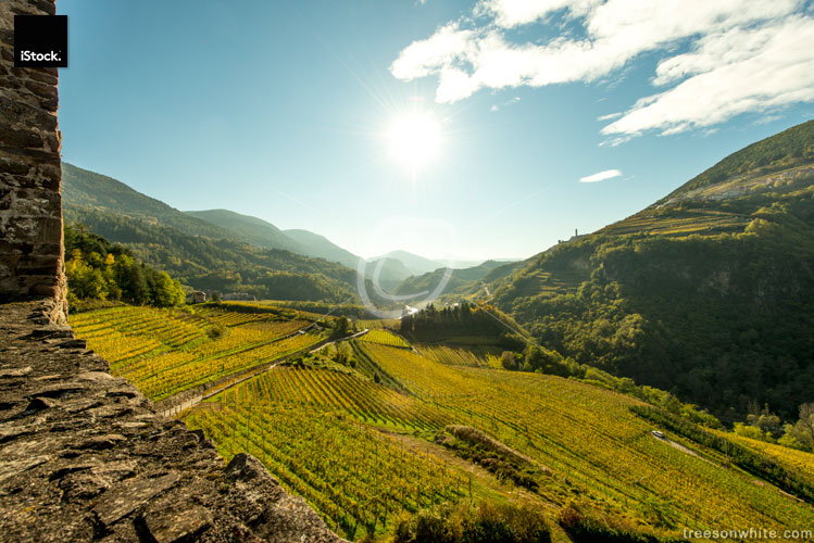 Wine terraces in Cembra Valley (Trentino) viewed from Castello d