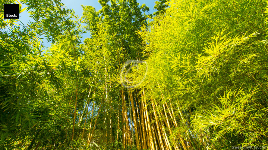 Bamboo stents with green, lush foliage in  late summer.