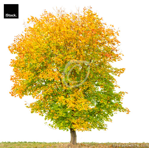 Norway Maple Tree (Acer platanoides) isolated on white with autu