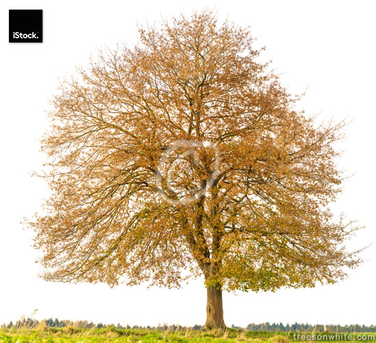 Norway Maple tree (Acer platanoides) on meadow isolated on_white