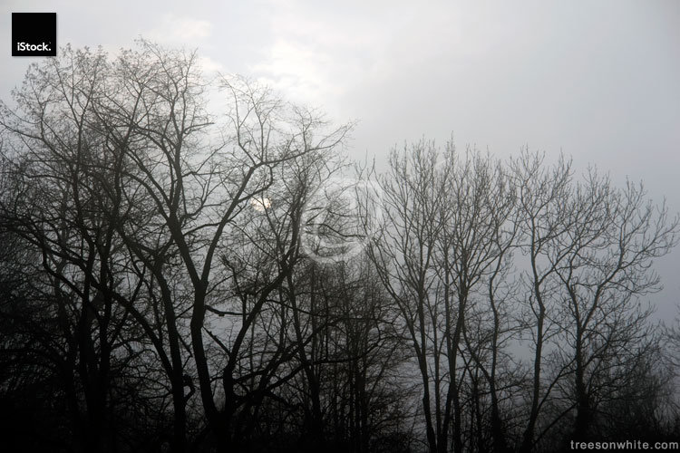 Sombre forest, fog, winter, cold, weak sun.