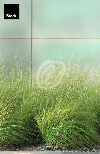 Grass plant in front of modern building.