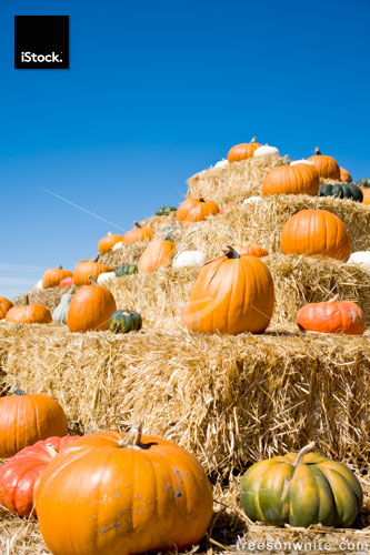 Pumpkins on bales of straw.