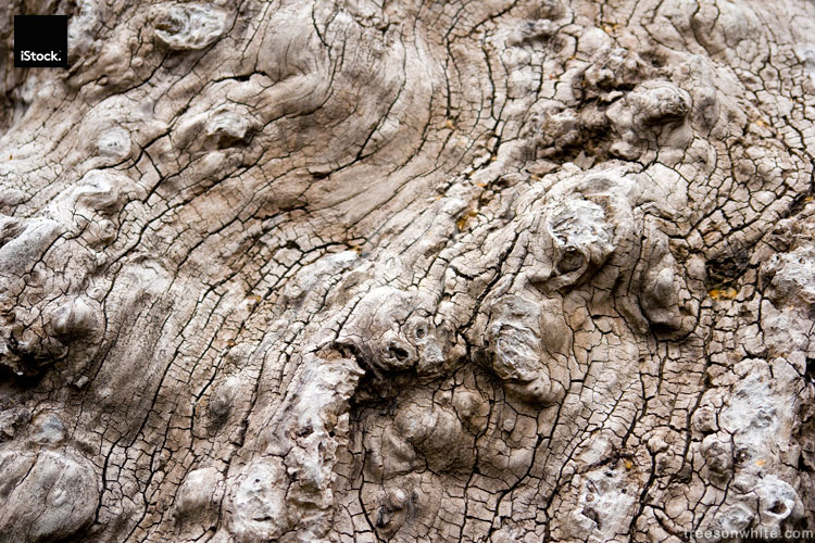 Very old bark close-up from oak tree – gorgeous texture.