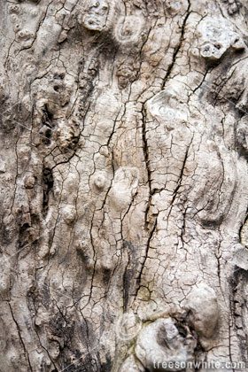 Bark texture from very old oak tree.
