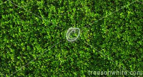 Green Box hedge isolated on White, Seamless Texture.