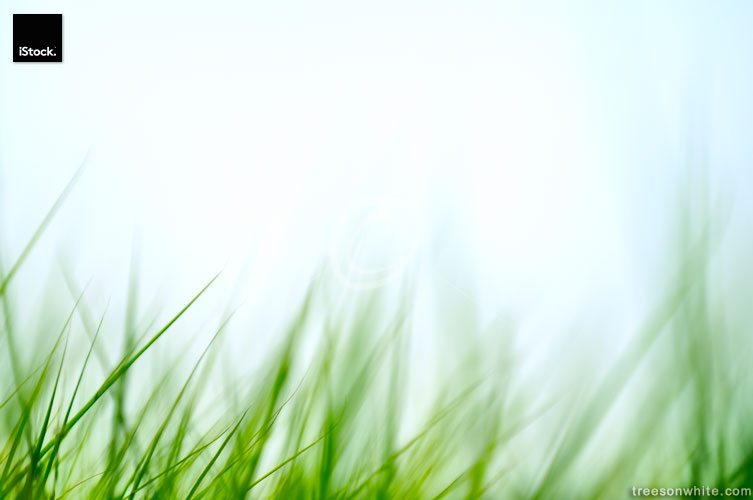 Green grass in wind isolated with blurred motion