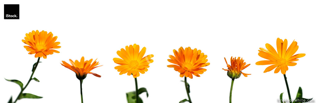 Collection of flowers (Calendula officinalis) withone withered i