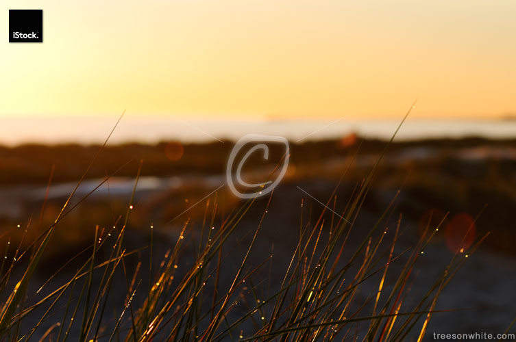 Waterdrops on grass in the morning with coast background.