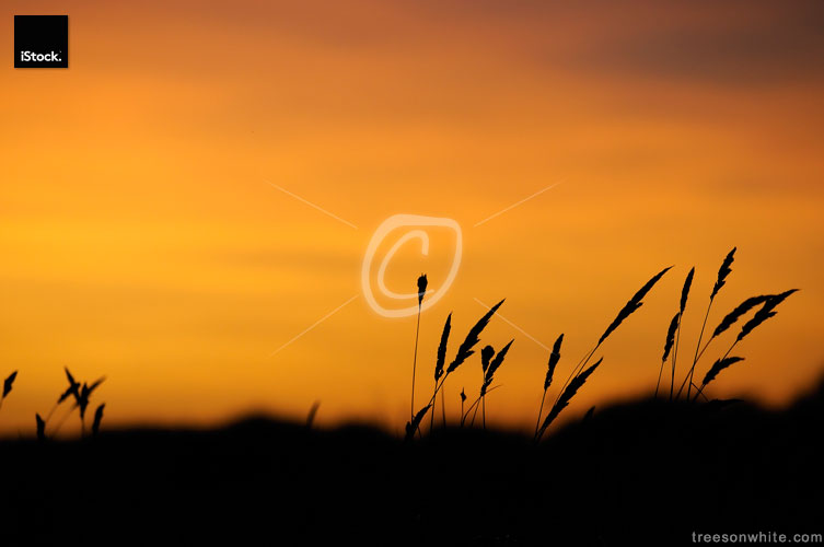Blades of Grass in sunset.