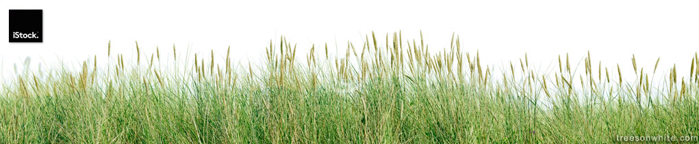 Grass panorama isolated on white.