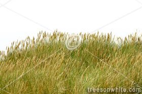 Grass Isolated on White.