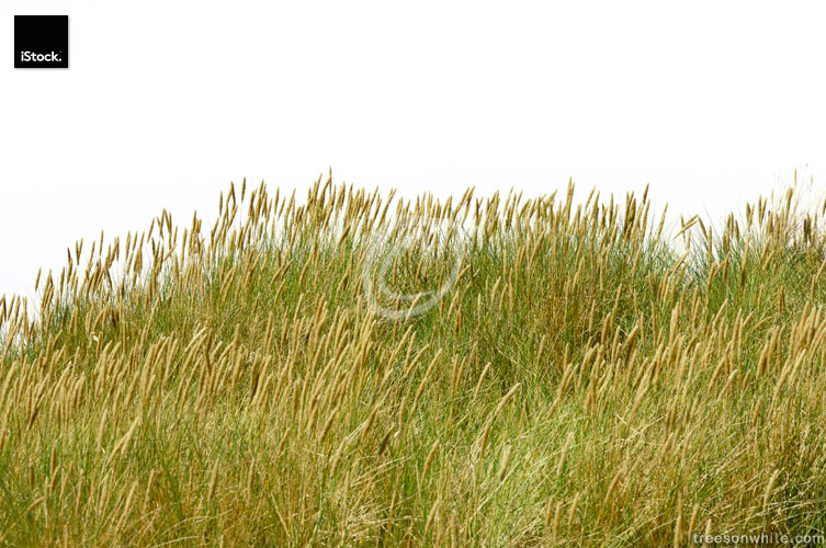 Grass isolated on white.