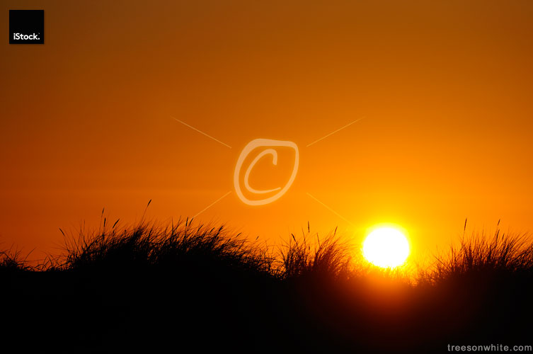 Sunset behind seed on dunes.