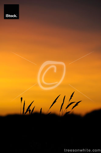 Grass in sunset and moody sky.
