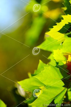 Plant Close-Ups: Details of Nature.
