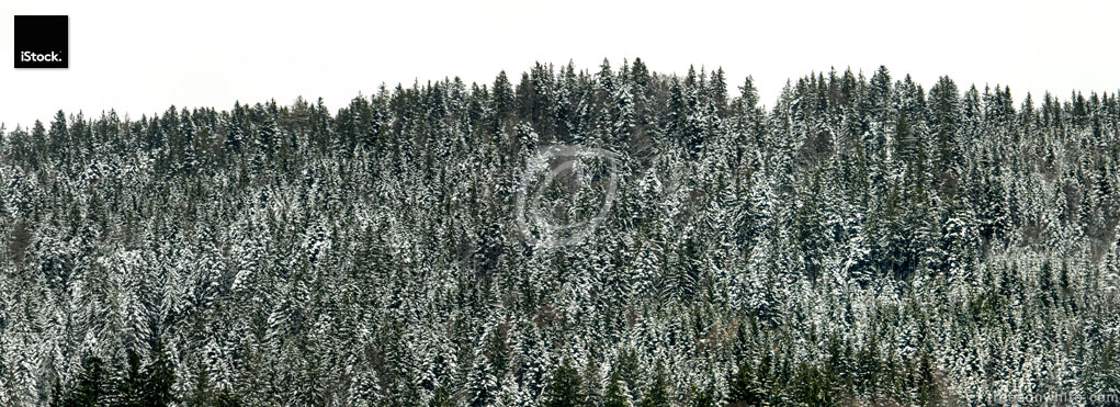 Coniferous forest covered with light snow in winter on_white bac