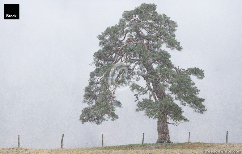 Single Scots Pine or Pinus Sylvestris standing in heavy snowfall