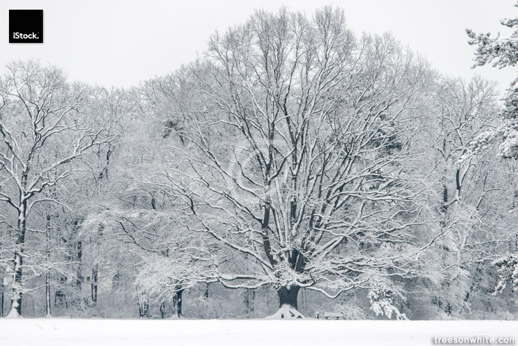 Snow covered large Oak tree at the edge of a_forest.