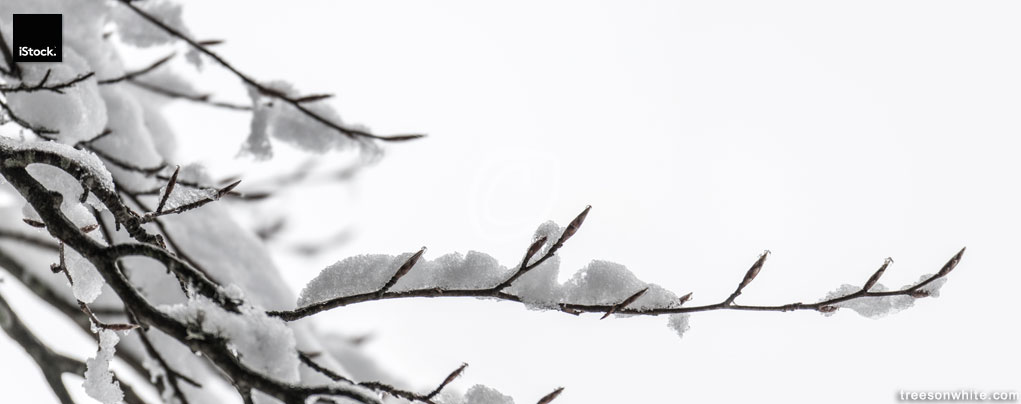 Snow covered branches and buds of Beech tree on white.