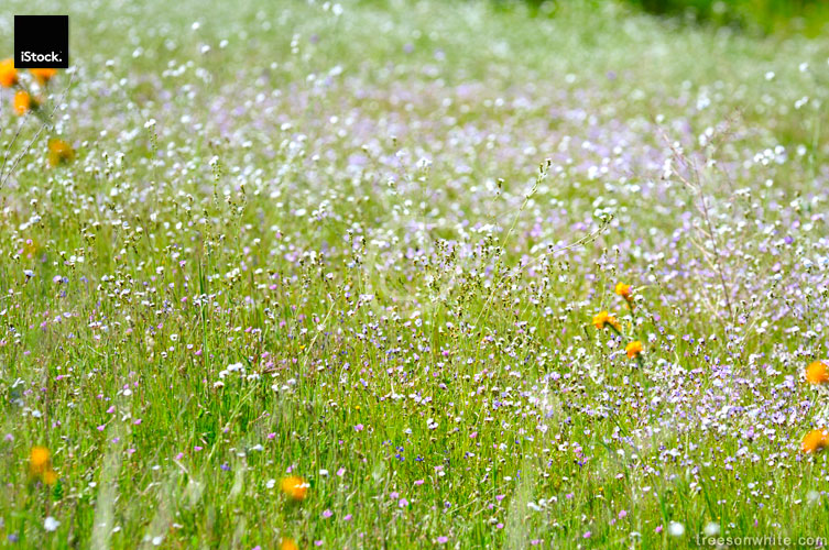 Flowering meadow in spring with wildflowers.