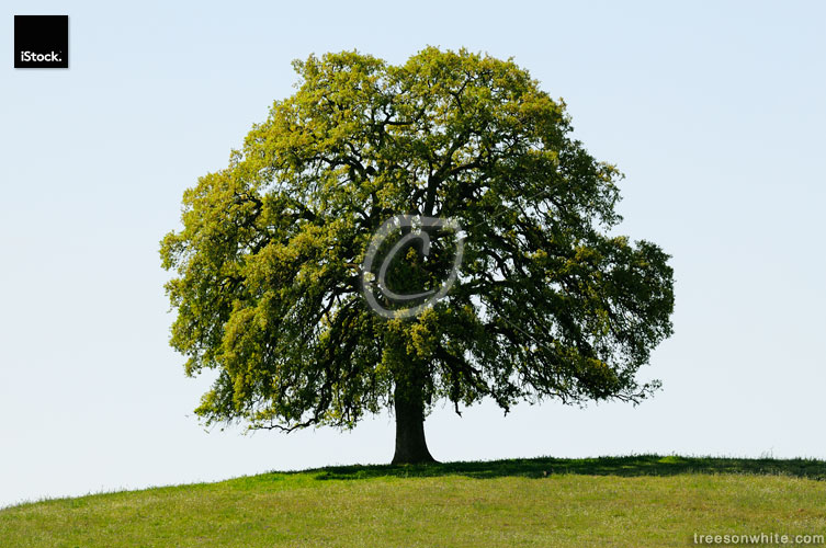 California Black Oak (Quercus kelloggii) on hill in spring isola