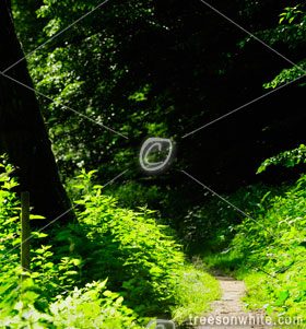 Hiking path through Nature in Summer.