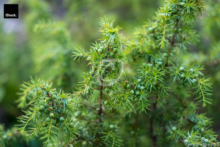 Common juniper or Juniperus communis close-up with fruits (cones